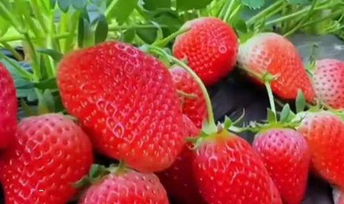 草莓国产在线视频